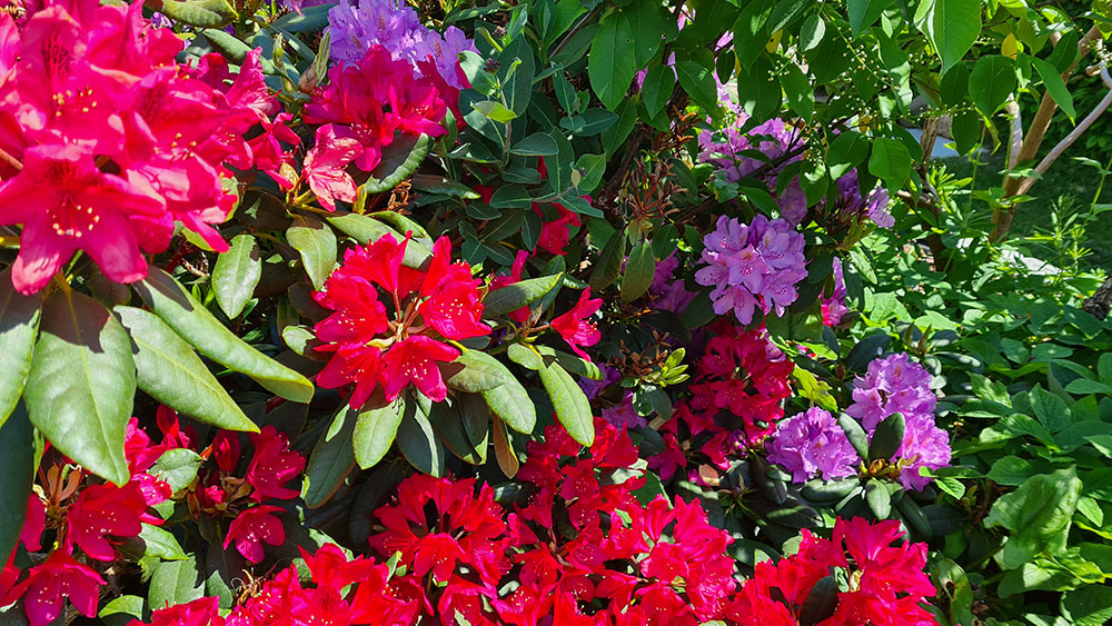 2021-06-06 14.11.36.jpg